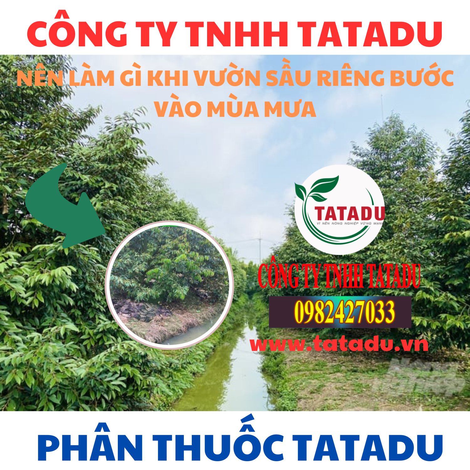 NEN LAM GI KHI VUON SAU RIENG BUOC VAO MUA MUA