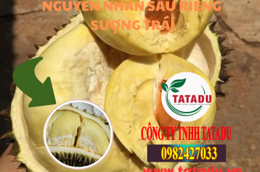 NGUYÊN NHÂN SẦU RIÊNG SƯỢNG TRÁI