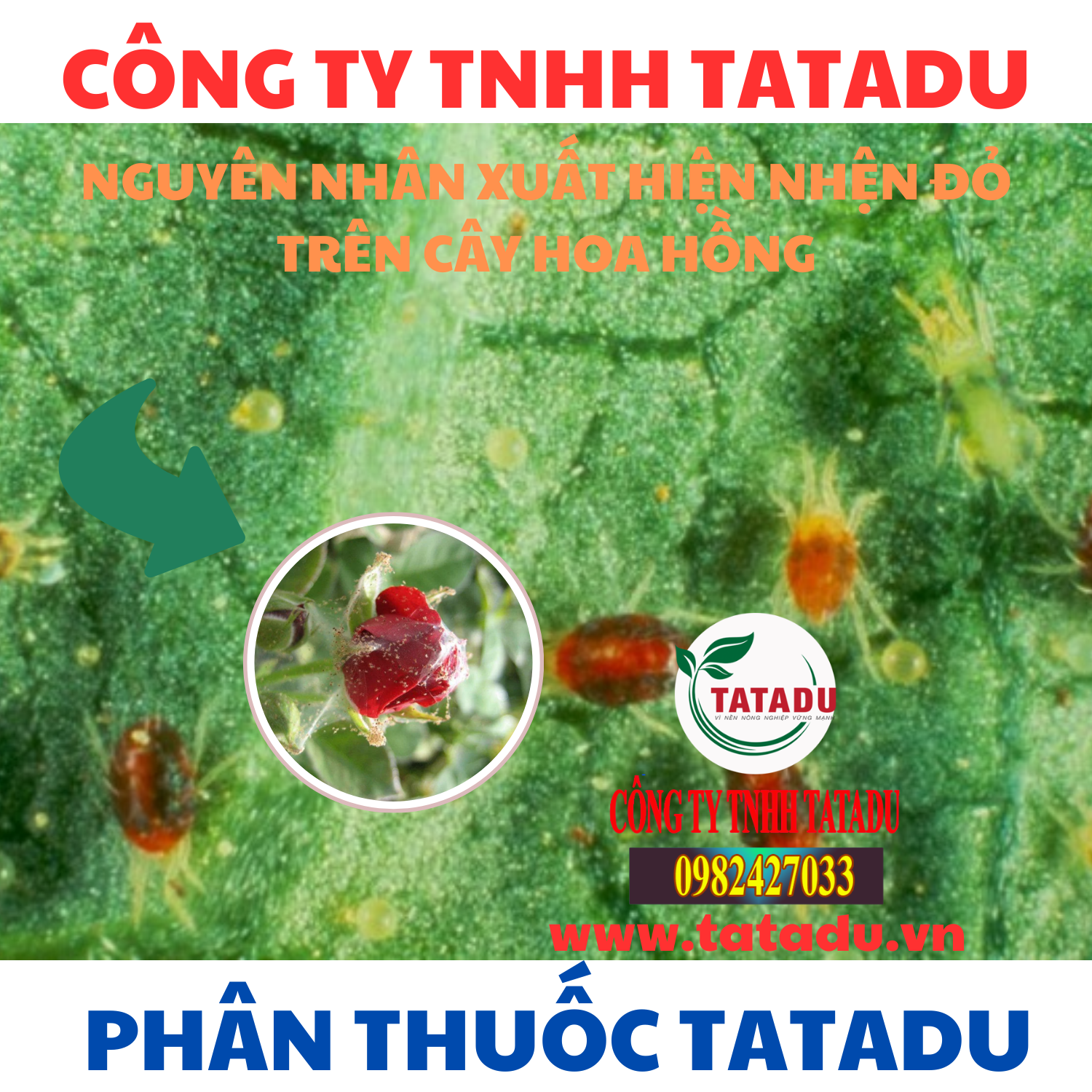 NGUYEN NHAN XUAT HIEN NHEN DO TREN CAY HOA HONG