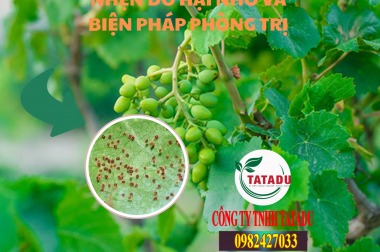 NHỆN ĐỎ HẠI NHO VÀ BIỆN PHÁP PHÒNG TRỊ