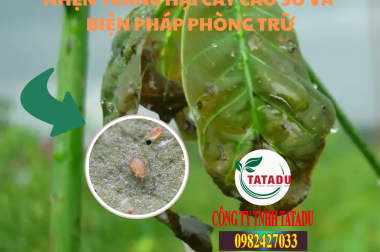 NHỆN TRẮNG HẠI CÂY CAO SU VÀ BIỆN PHÁP PHÒNG TRỪ