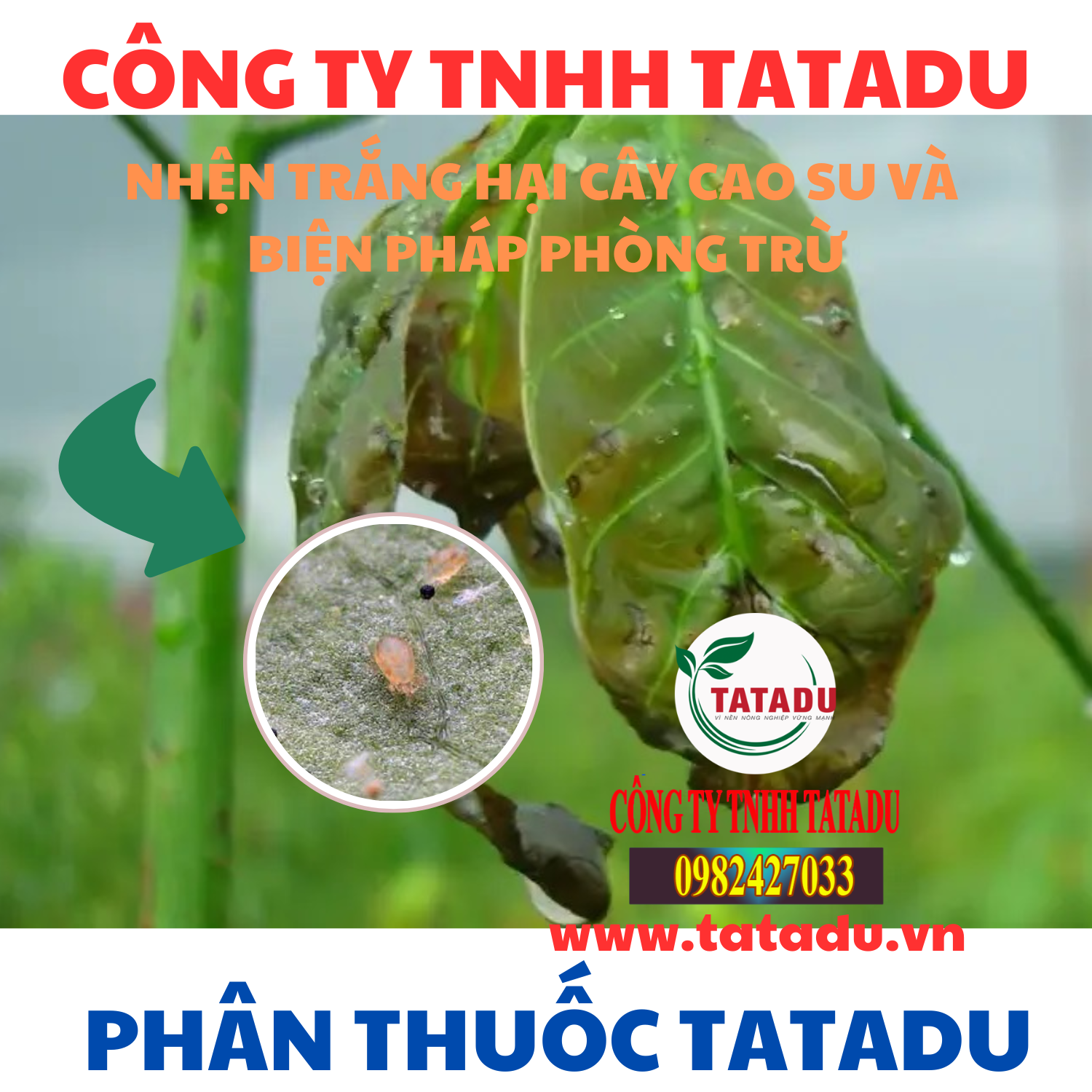 NHEN TRANG HAI CAY CAO SU VA BIEN PHAP PHONG TRU