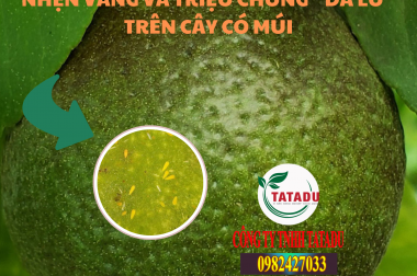 NHỆN VÀNG VÀ TRIỆU CHỨNG ” DA LU ” TRÊN CÂY CÓ MÚI