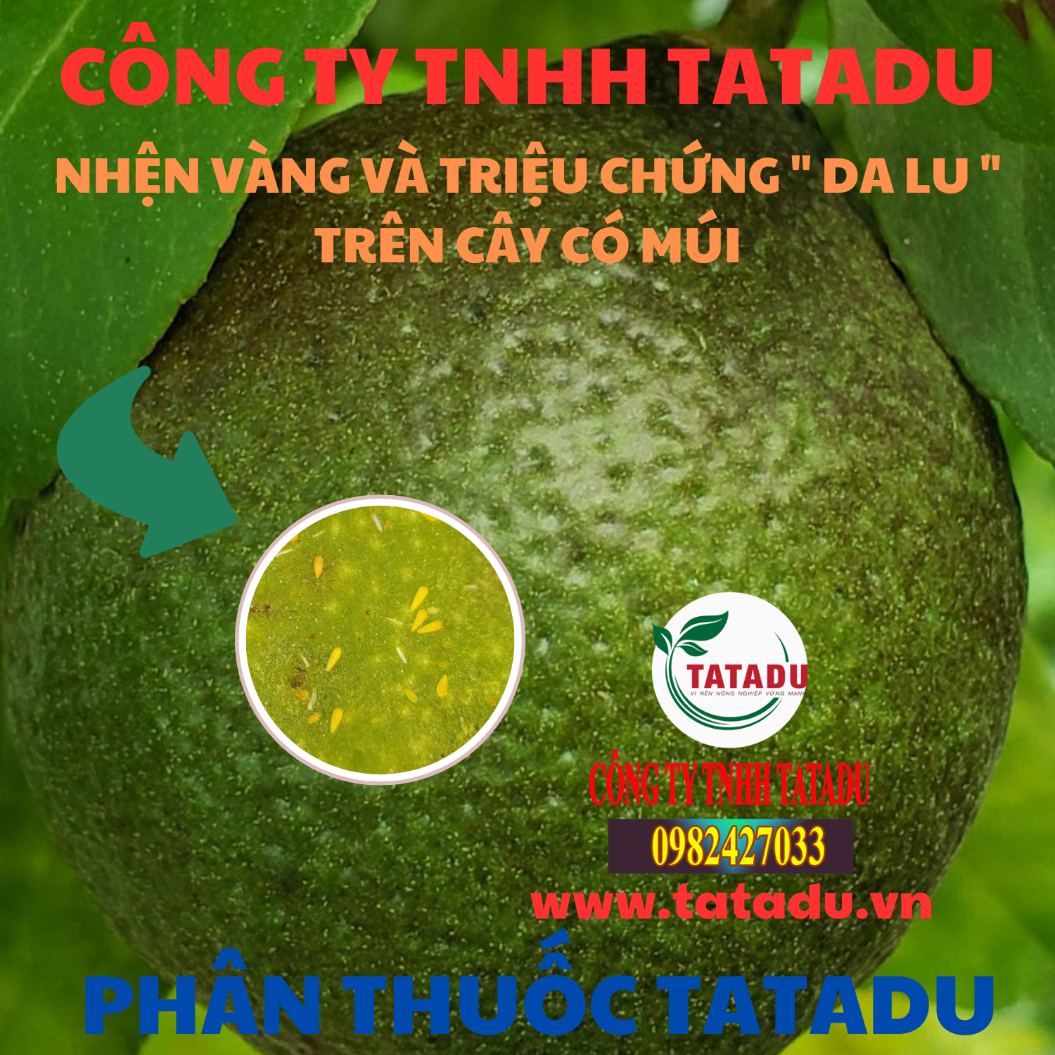 NHEN VANG VA TRIEU CHUNG DA LU TREN CAY CO MUI