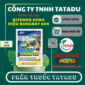 NITENDO 80WG HIEU BUNGRAY 800