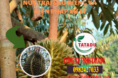 NỨT TRÁI SẦU RIÊNG VÀ BIỆN PHÁP XỬ LÝ