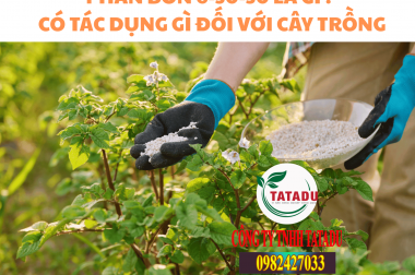 PHÂN BÓN 6-30-30 LÀ GÌ ? CÓ TÁC DỤNG GÌ ĐỐI VỚI CÂY TRỒNG