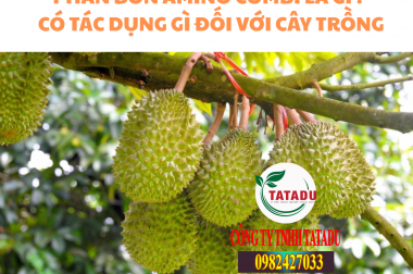 PHÂN BÓN AMINO COMBI LÀ GÌ ? CÓ TÁC DỤNG GÌ ĐỐI VỚI CÂY TRỒNG