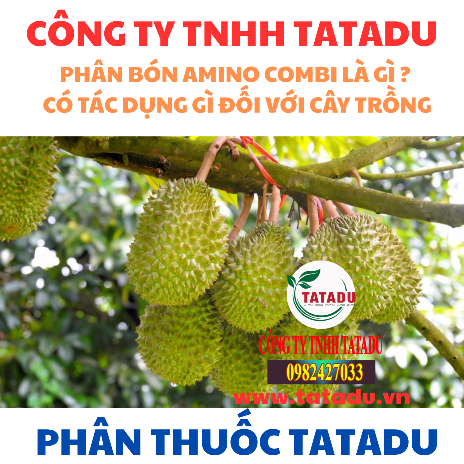 PHAN BON AMINO COMBI LA GI CO TAC DUNG GI DOI VOI CAY TRONG PHAN BON AMINO COMBI LA GI CO TAC DUNG GI DOI VOI CAY TRONG
