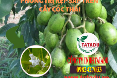 PHÒNG TRỊ RỆP SÁP TRÊN CÂY CÓC THÁI