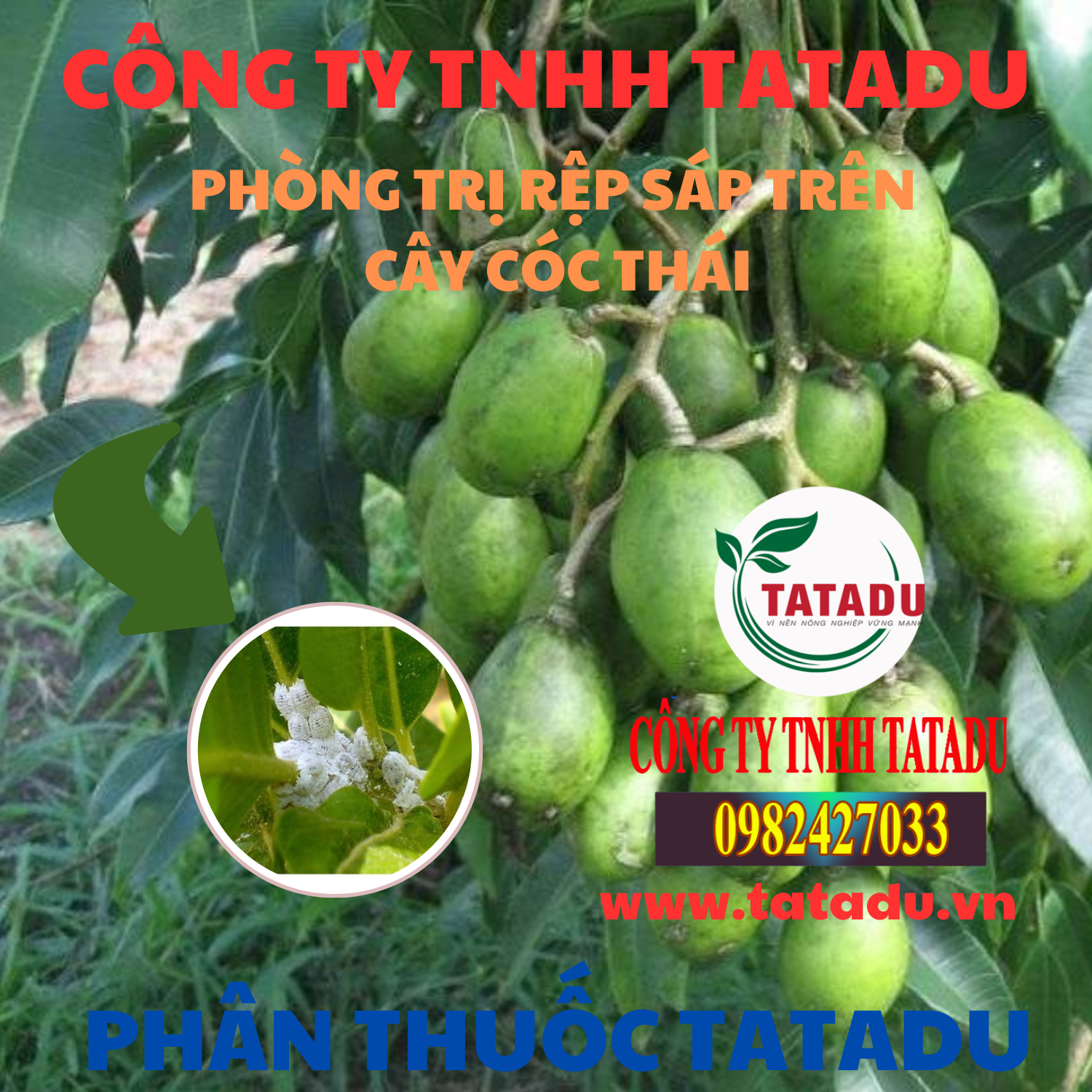 PHONG TRI REP SAP TREN CAY COC THAI