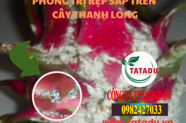 PHÒNG TRỊ RỆP SÁP TRÊN CÂY THANH LONG