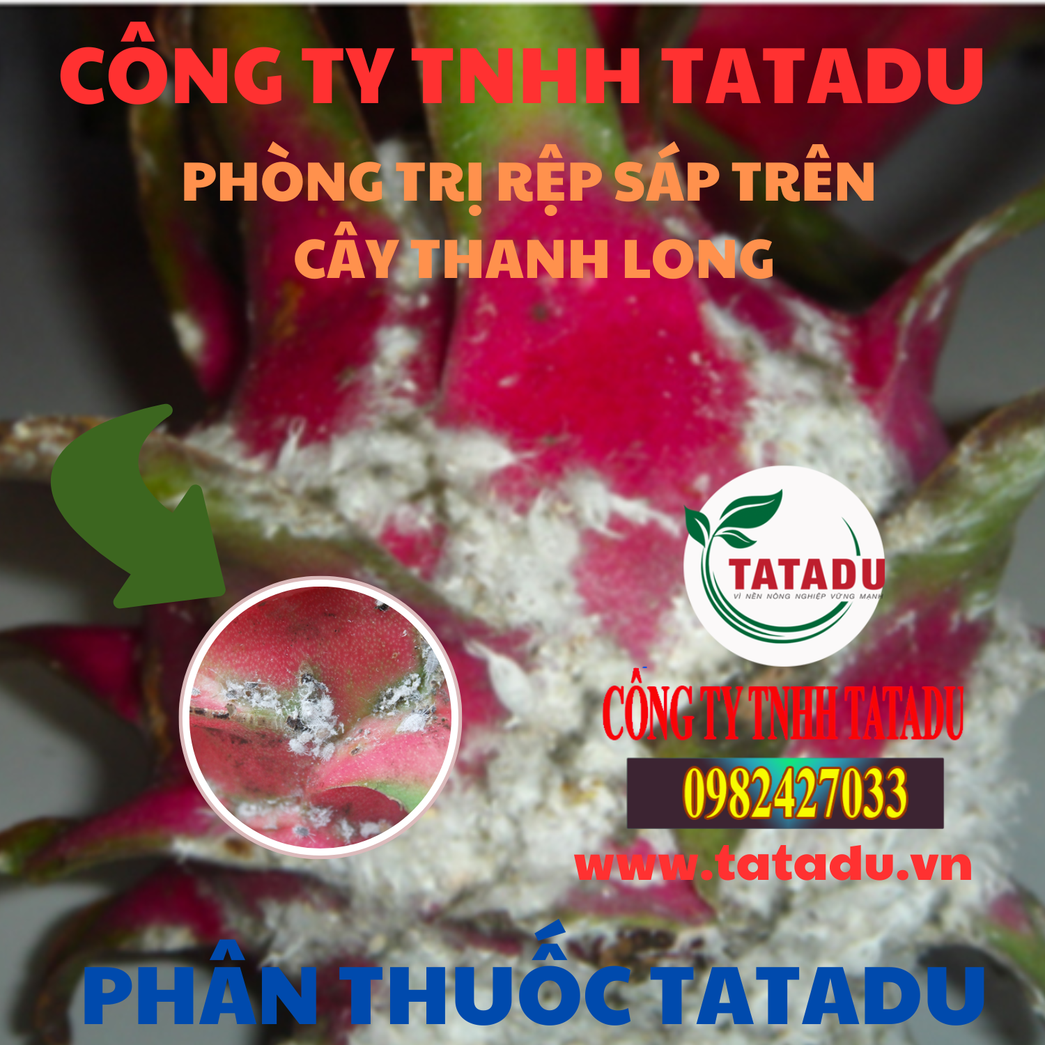 PHONG TRI REP SAP TREN CAY THANH LONG