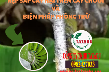 RỆP SÁP GÂY HẠI TRÊN CÂY CHUỐI VÀ BIỆN PHÁP PHÒNG TRỪ