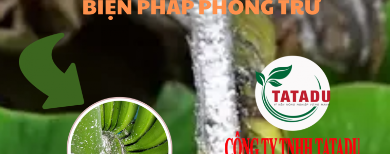 REP SAP GAY HAI TREN CAY CHUOI VA BIEN PHAP PHONG TRU