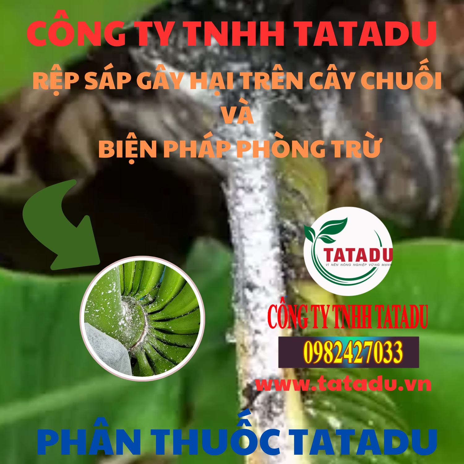 REP SAP GAY HAI TREN CAY CHUOI VA BIEN PHAP PHONG TRU