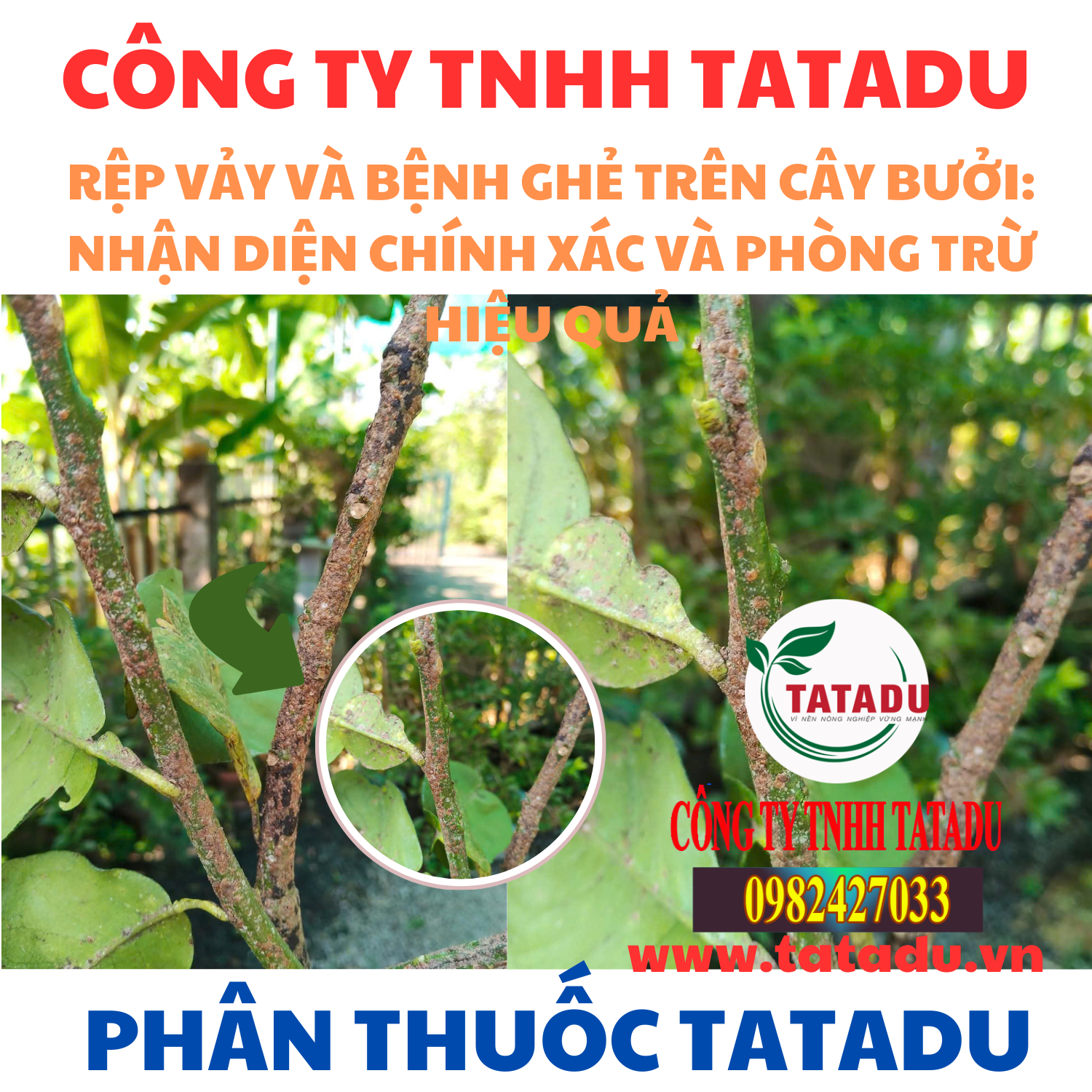 REP VAY VA BENH GHE TREN CAY BUOI NHAN DIEN CHINH XAC VA PHONG TRU HIEU QUA
