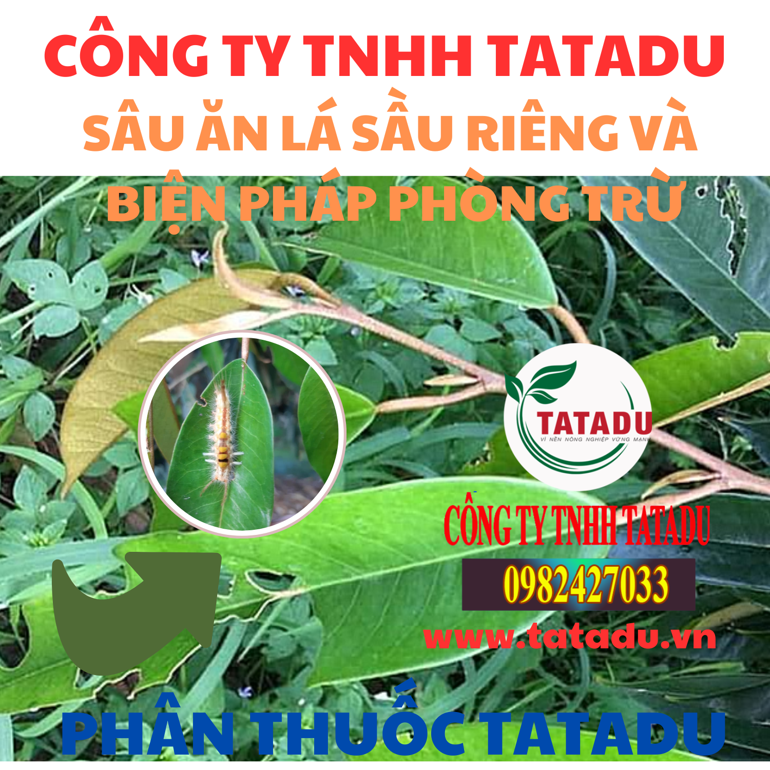 SAU AN LA SAU RIENG VA BIEN PHAP PHONG TRU