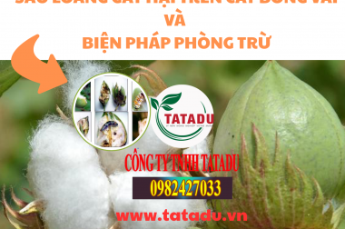SÂU LOANG GÂY HẠI TRÊN CÂY BÔNG VẢI VÀ BIỆN PHÁP PHÒNG TRỪ