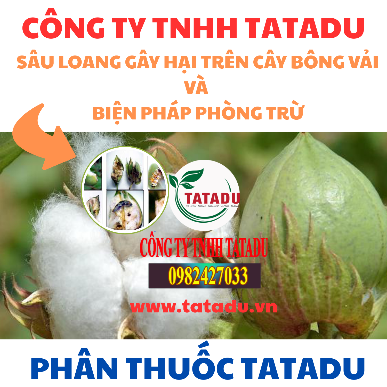 SAU LOANG GAY HAI TREN CAY BONG VAI VA BIEN PHAP PHONG TRU