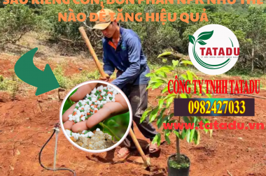 SẦU RIÊNG CON, BÓN PHÂN NPK NHƯ THẾ NÀO ĐỂ TĂNG HIỆU QUẢ