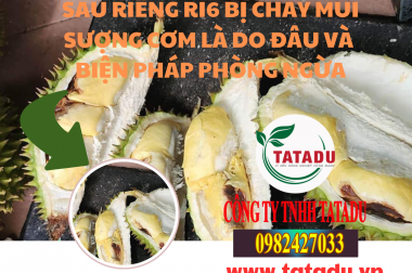 SẦU RIÊNG RI6 BỊ CHÁY MÚI SƯỢNG CƠM LÀ DO ĐÂU VÀ BIỆN PHÁP PHÒNG NGỪA