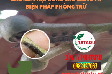 SÂU RÓM HẠI BÔNG SẦU RIÊNG VÀ BIỆN PHÁP PHÒNG TRỪ