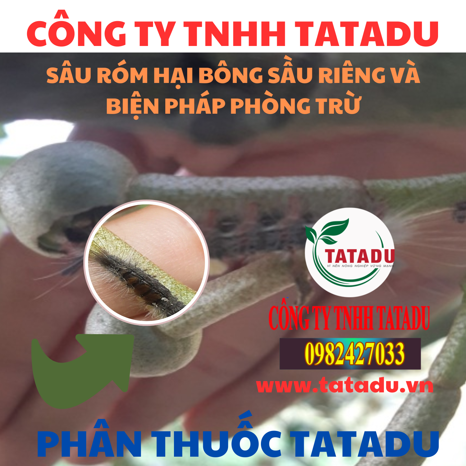 SAU ROM HAI BONG SAU RIENG VA BIEN PHAP PHONG TRU