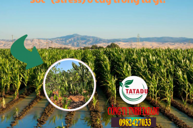 SỐC Ở CÂY TRỒNG LÀ GÌ ? PHÂN BÓN NÀO DÙNG CHỐNG SỐC