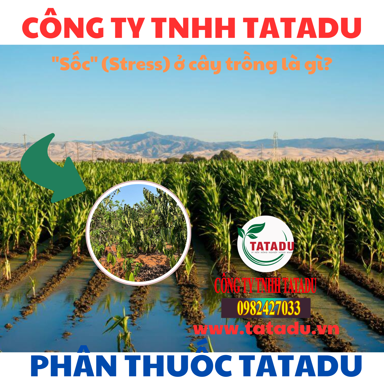 "Sốc" (Stress) ở cây trồng là gì?