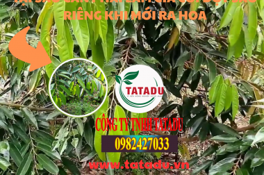 TẠI SAO CẦN PHẢI LÀM GIÀ CƠI ĐỌT SẦU RIÊNG KHI MỚI RA HOA
