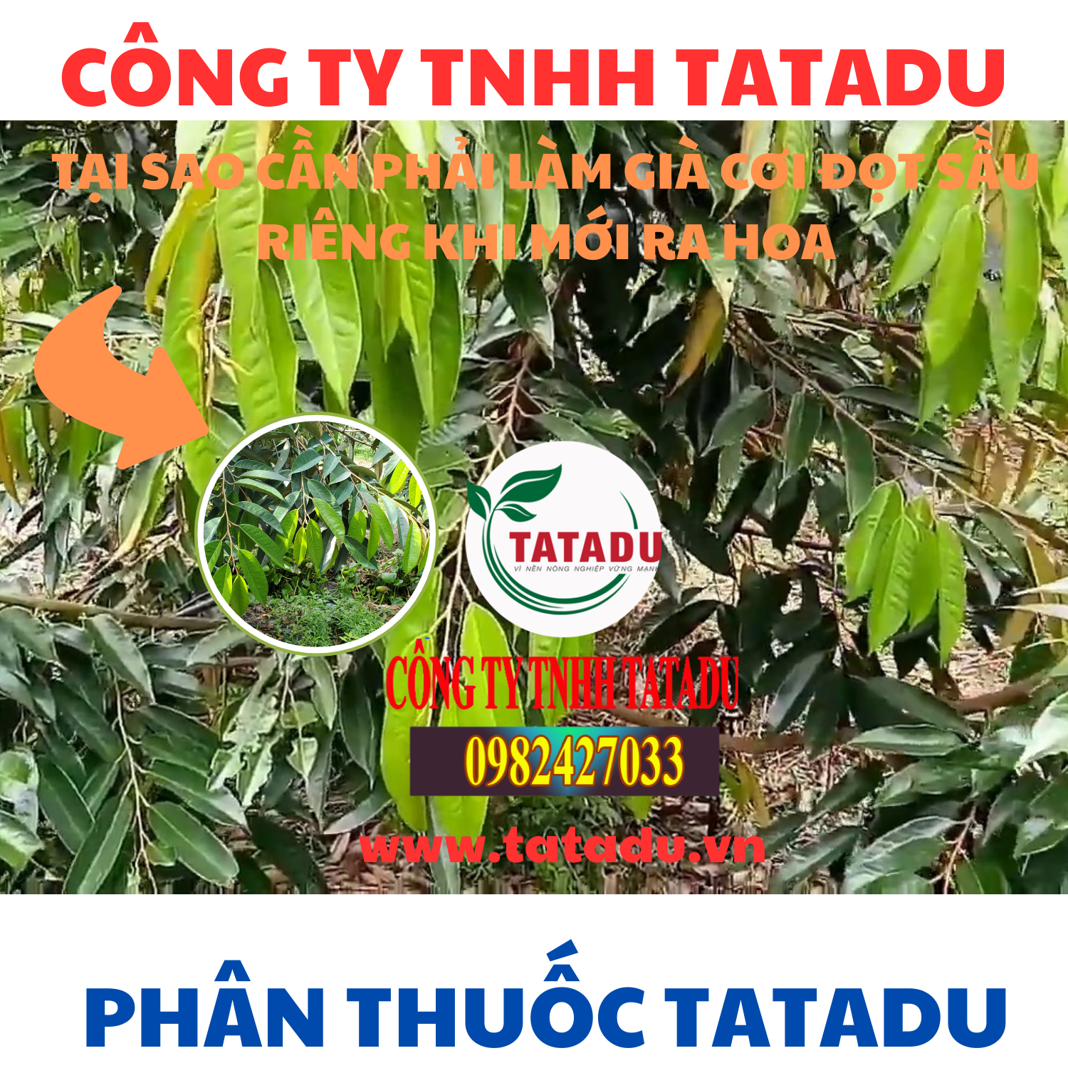 TAI SAO CAN PHAI LAM GIA COI DOT SAU RIENG KHI MOI RA HOA