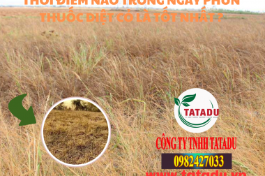 THỜI ĐIỂM NÀO TRONG NGÀY PHUN THUỐC DIỆT CỎ LÀ TỐT NHẤT?