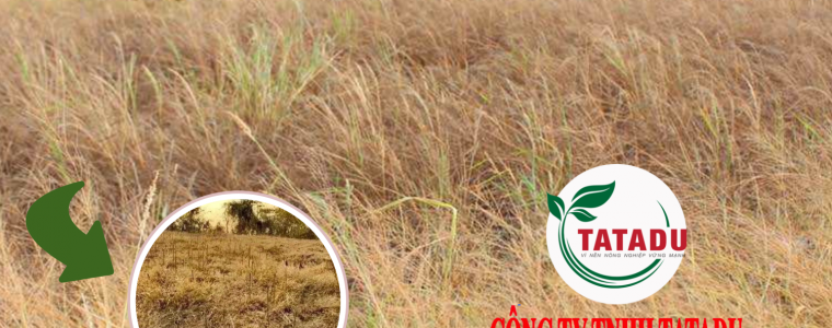 THOI DIEM NAO TRONG NGAY PHUN THUOC DIET CO LA TOT NHAT