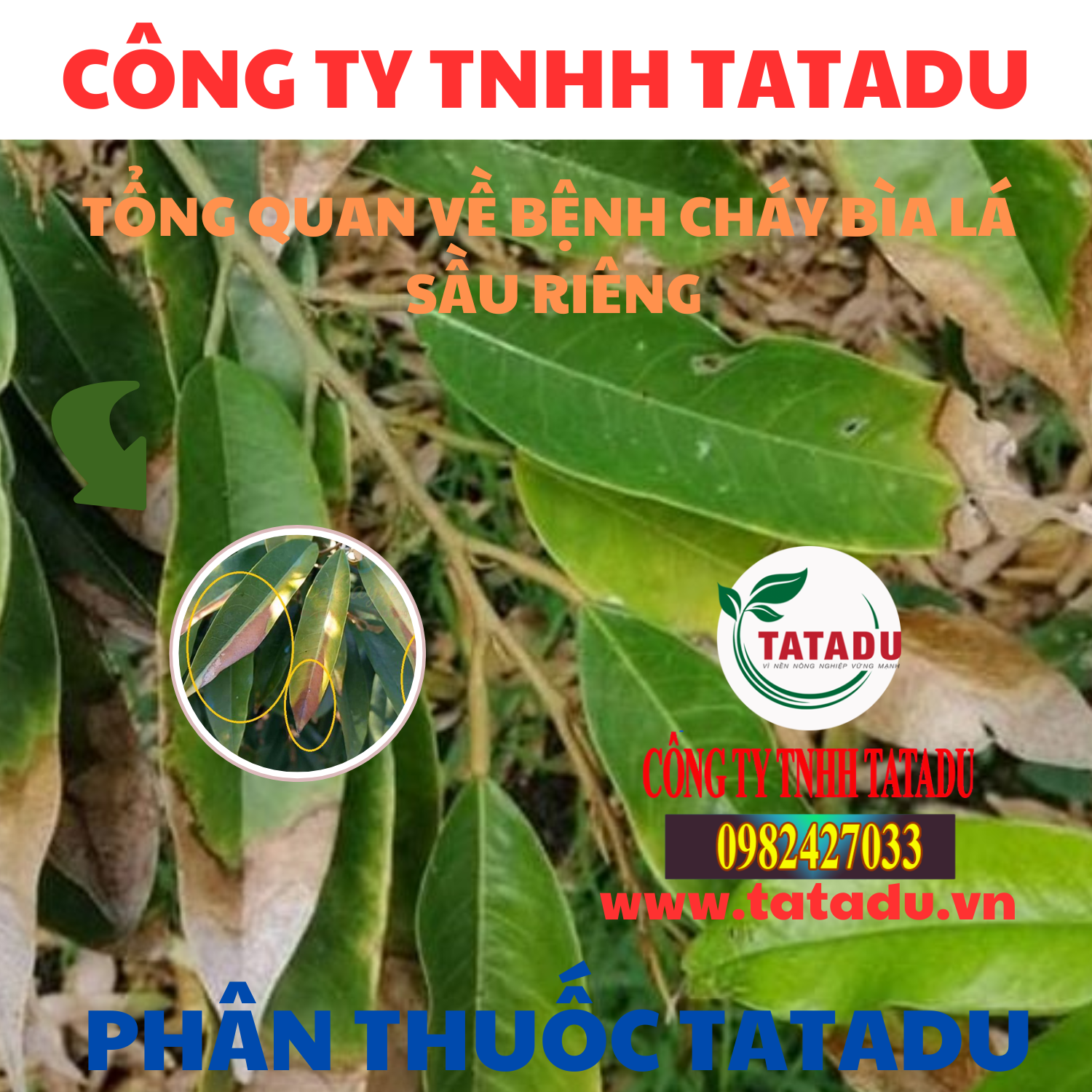 TONG QUAN VE BENH CHAY BIA LA SAU RIENG TONG QUAN VE BENH CHAY BIA LA SAU RIENG