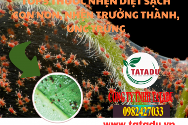 TOP 5 THUỐC NHỆN DIỆT SẠCH CON NON, NHỆN TRƯỞNG THÀNH, UNG TRỨNG