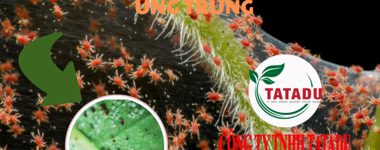 TOP 5 THUOC NHEN DIET SACH CON NON NHEN TRUONG THANH UNG TRUNG