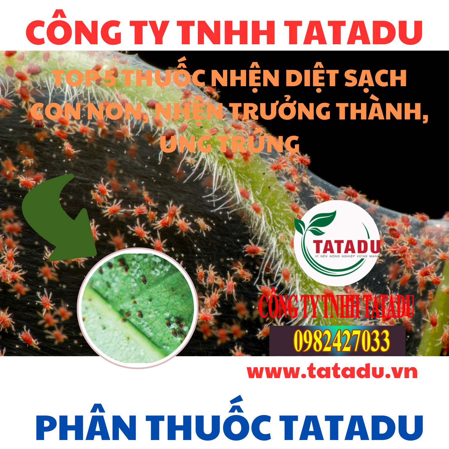 TOP 5 THUOC NHEN DIET SACH CON NON NHEN TRUONG THANH UNG TRUNG