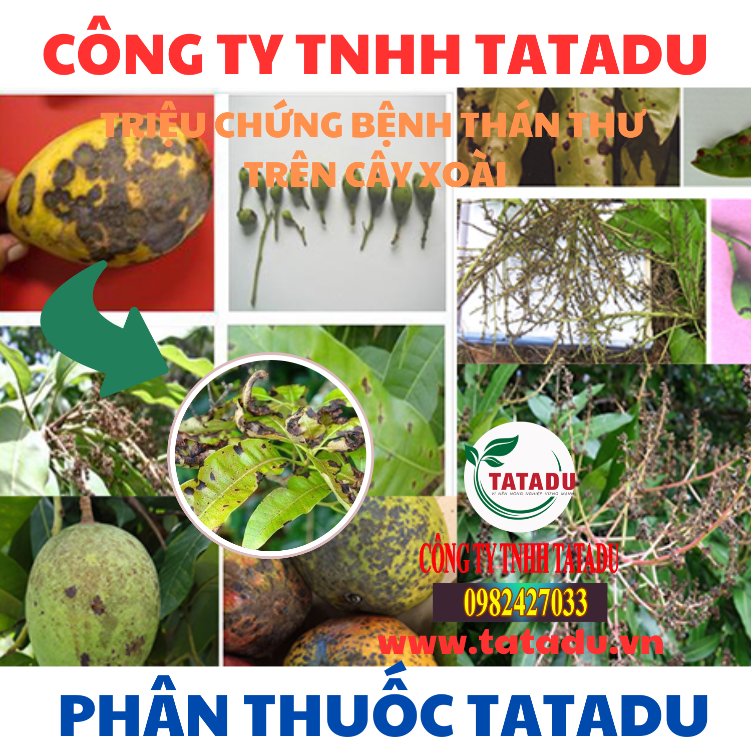 TRIEU CHUNG BENH THAN THU TREN CAY XOAI