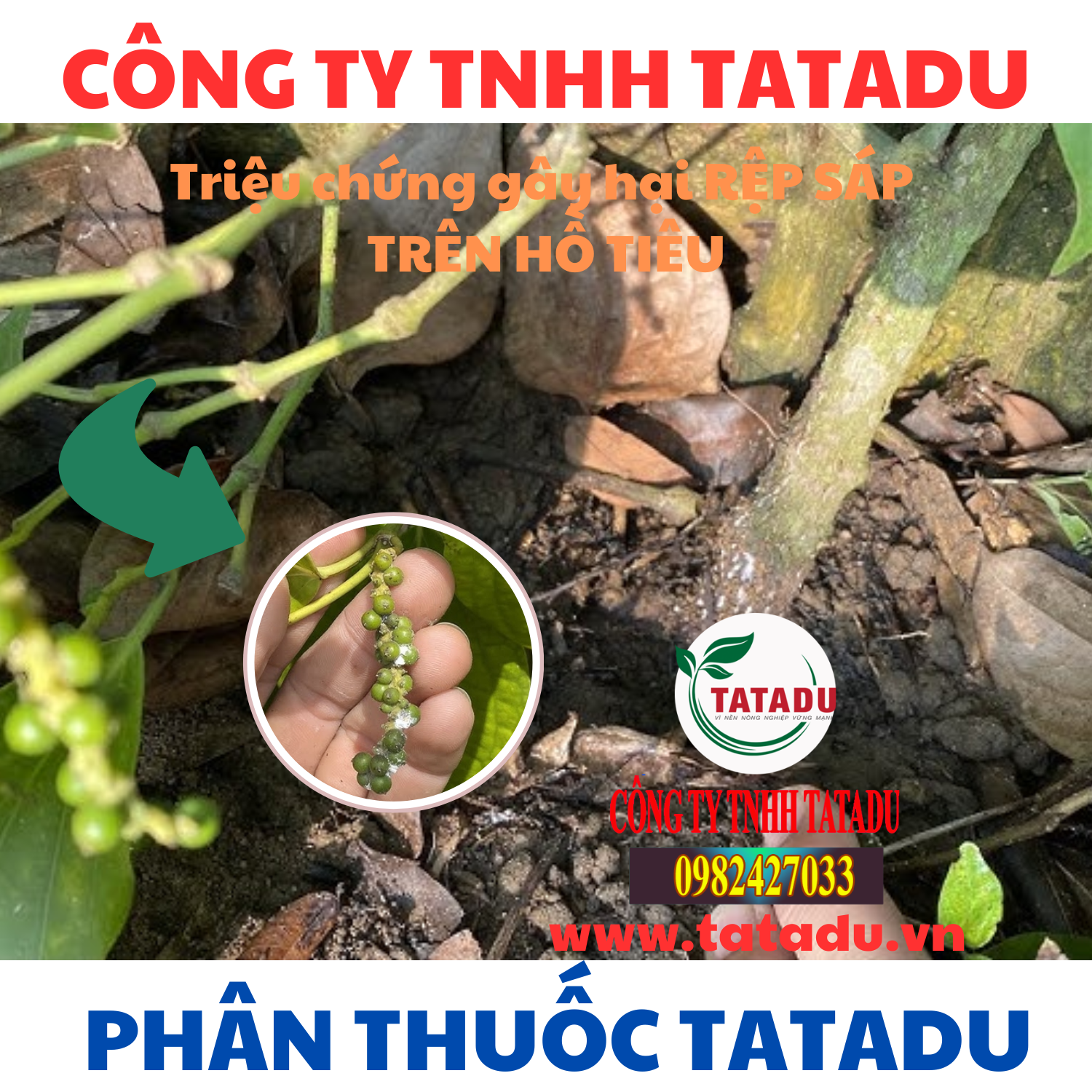 Trieu chung gay hai REP SAP TREN HO TIEU