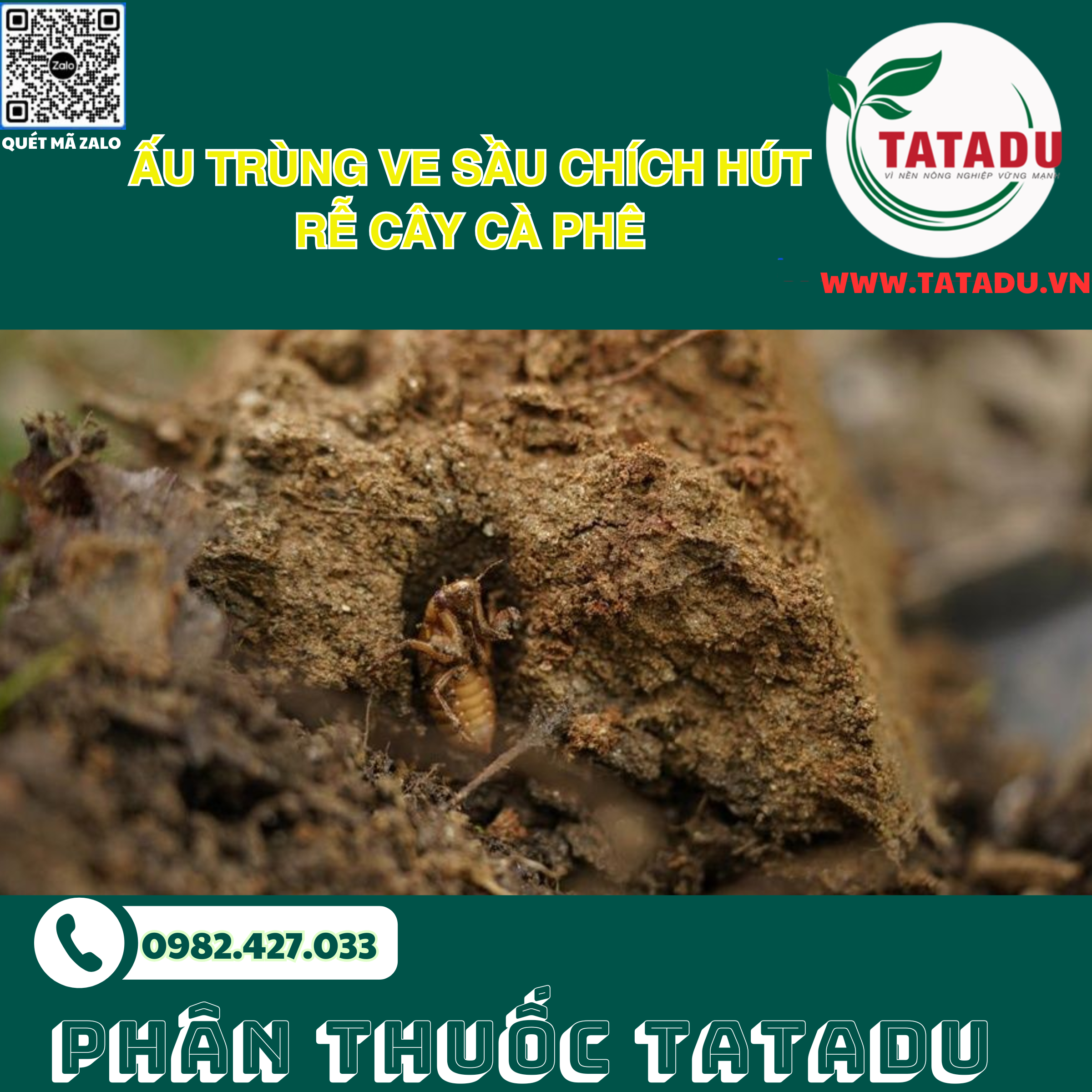 Au trung ve sau chich hut re cay ca phe