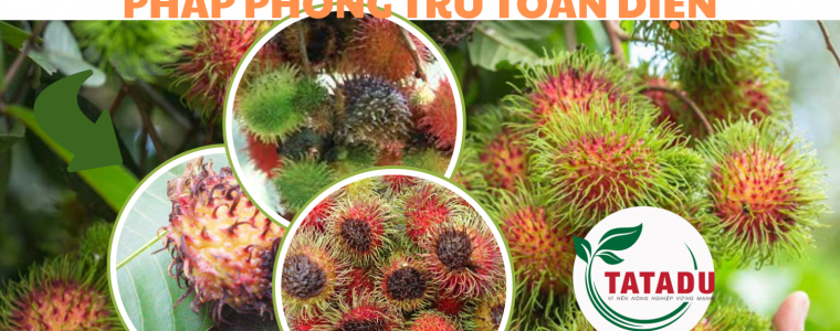 BENH THOI TRAI CHOM CHOM NGUYEN NHAN DAU HIEU VA GIAI PHAP PHONG TRU TOAN DIEN