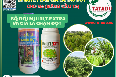 BÍ QUYẾT LÀM GIÀ LÁ, DÌU ĐỌT CHO NA (MÃNG CẦU TA) SAI TRĨU QUẢ VỚI BỘ ĐÔI MULTI T.E XTRA VÀ GIÀ LÁ CHẶN ĐỌT TATADU