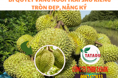 BÍ QUYẾT VÀNG NUÔI TRÁI SẦU RIÊNG TRÒN ĐẸP, NẶNG KÝ – KHÔNG KHÓ NHƯ BẠN NGHĨ