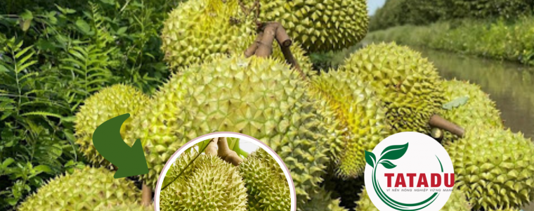 BI QUYET VANG NUOI TRAI SAU RIENG TRON DEP NANG KY