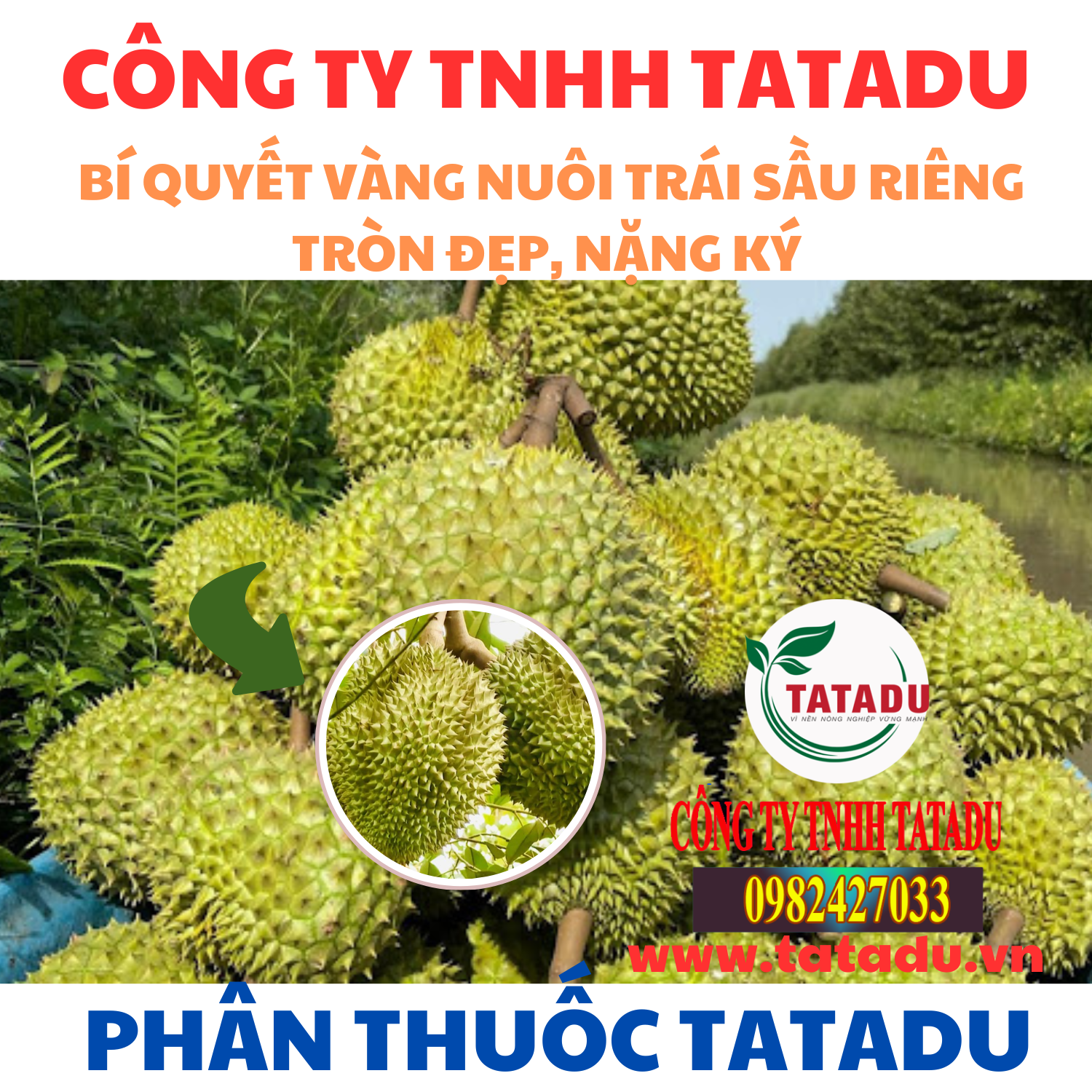 BI QUYET VANG NUOI TRAI SAU RIENG TRON DEP NANG KY
