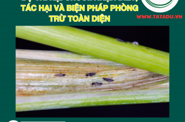 BỌ TRĨ HẠI CHUỐI: NHẬN BIẾT, TÁC HẠI VÀ BIỆN PHÁP PHÒNG TRỪ TOÀN DIỆN