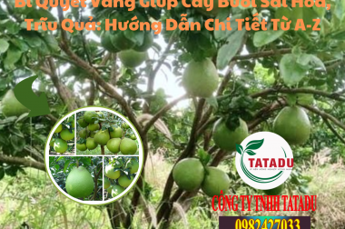 Bí Quyết Vàng Giúp Cây Bưởi Sai Hoa, Trĩu Quả: Hướng Dẫn Chi Tiết Từ A-Z