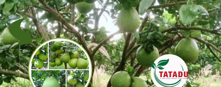 Bi Quyet Vang Giup Cay Buoi Sai Hoa Triu Qua Huong Dan Chi Tiet Tu A Z