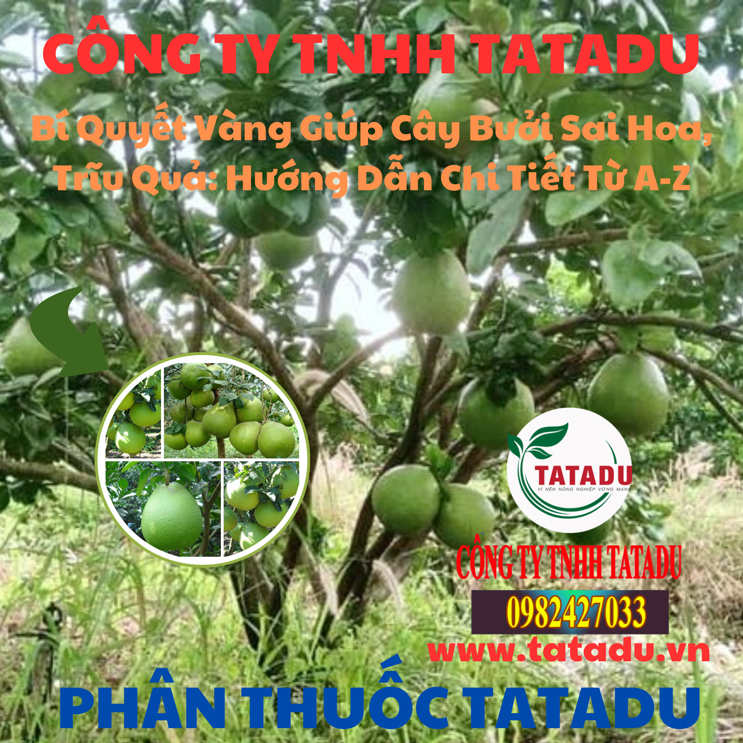 Bi Quyet Vang Giup Cay Buoi Sai Hoa Triu Qua Huong Dan Chi Tiet Tu A Z Bi Quyet Vang Giup Cay Buoi Sai Hoa Triu Qua Huong Dan Chi Tiet Tu A Z